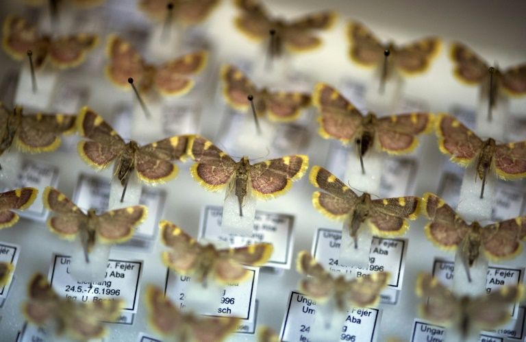 "Apocalypse des insectes": le trésor des entomologistes de Krefeld