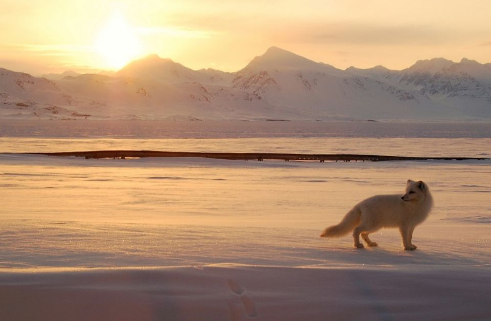 De la Norvège au Canada, une renarde polaire parcourt l'Arctique en moins de 80 jours