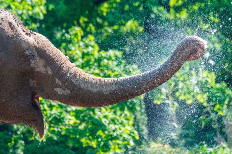 Inde: le son des abeilles pour éloigner les éléphants des rails