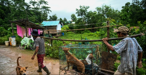 En Birmanie, des prières bouddhistes pour apaiser les chiens des rues