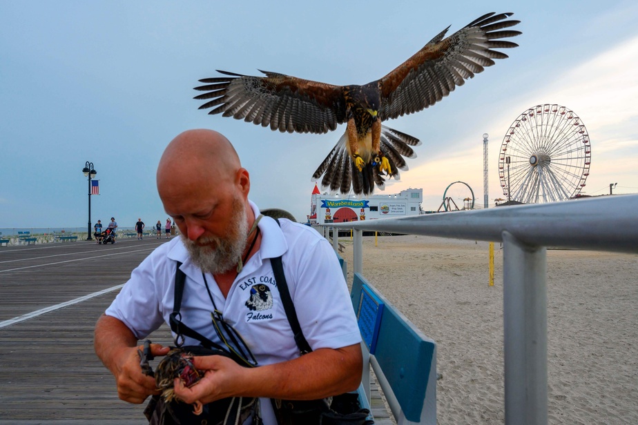 Quand les rapaces libèrent une plage américaine envahie par les mouettes