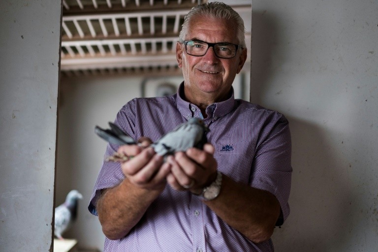 Joël Verschoot, l'homme au pigeon qui valait un million