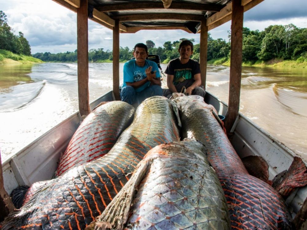 Le pirarucu, poisson géant d'Amazonie prisé par les gastronomes