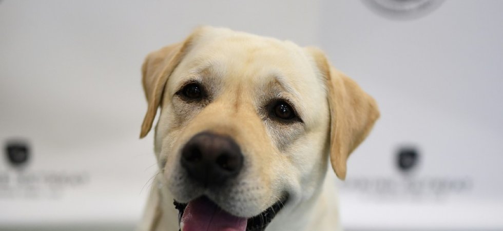 Les chiens savent catégoriser les mots, même prononcés par des inconnus