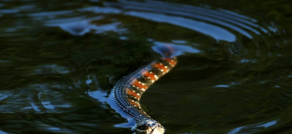 Une ville en Floride,  ferme un coin de son parc pour laisser les serpents s'accoupler